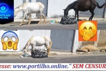 CIDADE SEM LEIS??? Portilho boa tarde nos ajude. Aqui na Avenida Odir Aleixo esta uma bagunça dos Cavalos bagunçando os lixos.