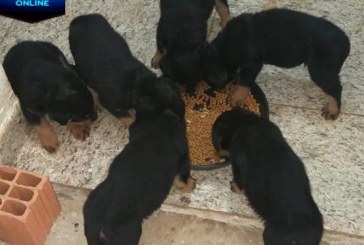 Vende-se filhotes de cachorro rottweiler