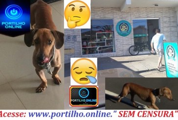 Boa tarde, Portilho sobre o assunto do cachorro desaparecido, o pet shop Auquimia ATÉ HOJE NADA!