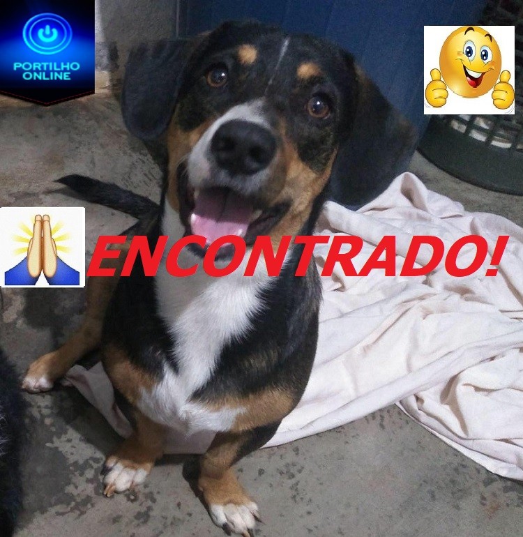 Encontrado!!! Cãozinho “Francisco” foi encontrado. Pessoas o reconheceu pela nosso site.