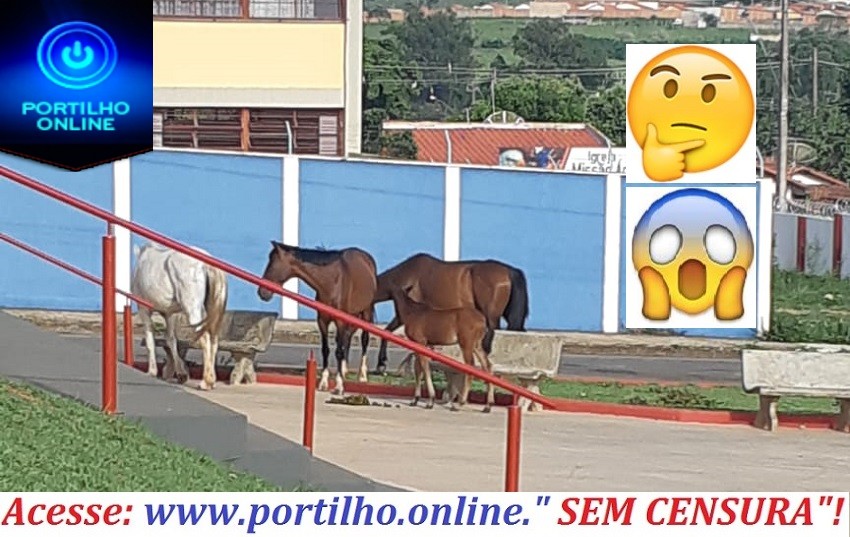 👉😱🤔🚨🐎🐴Cavalos, éguas, vacas, boi “bezerros” invadem as praças e vias públicas.