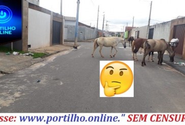 👉🚨🙄😠🤔🐐🐄🐎🐴🐶🐀🦐🐍A CAVALADA ESTÁ A SOLTA 9VAMENTE NO BAIRRO ENÉAS E ADJACENTES.