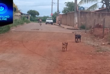 🙈🦊🐹🐶🐈🐩🐕Portilho… Faz uma matéria pra nós aqui de Silvano. Portilho tem muitos cachorros nas ruas comunidade de Silvano.