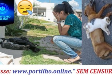 👉😡🚔😱🐩🐾🐹🐶Matança de gatos e cães por envenenamento em São João da Serra Negra.