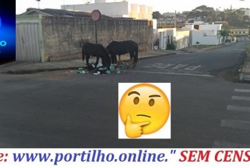 👉🐴🐎Os únicos cavalos do Brasil que comem lixos e derrubam lixeiras são os que ficam perambulando em Patrocínio.