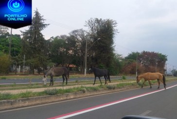 👉👊🐎🐎🐎🐴📸🤨🤔👉TROPAS ESTAVAM PASTOREANDO NA AVENIDA DO ENXÓ. UM PERIGO!!!