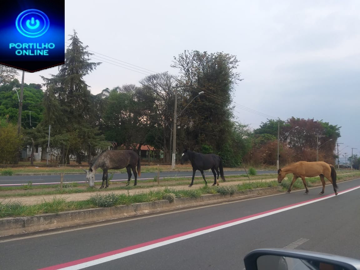 👉👊🐎🐎🐎🐴📸🤨🤔👉TROPAS ESTAVAM PASTOREANDO NA AVENIDA DO ENXÓ. UM PERIGO!!!