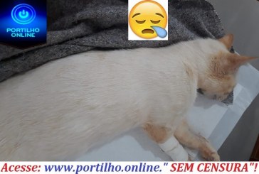 👉🤔🚨😡😱🐱🐾🐱Portilho…..Tem um assassino de gatos aqui na morada sol vem matando gatos