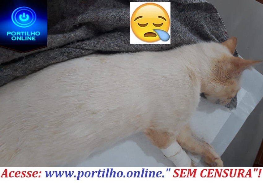 👉🤔🚨😡😱🐱🐾🐱Portilho…..Tem um assassino de gatos aqui na morada sol vem matando gatos