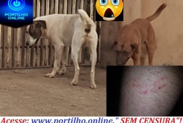 👉😱😡😮😠🚨⚖🐕🐩🐈CÃES SOLTOS ESTÃO ATACANDO E MORDENDO PESSOAS…….. Boa noite Portilho… Não quero ser identificado. Imagina esses cães avançarem contra uma criancinha um filho seu filho?