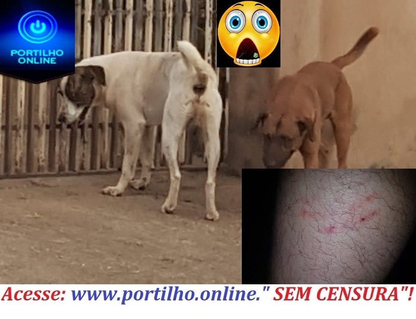 👉😱😡😮😠🚨⚖🐕🐩🐈CÃES SOLTOS ESTÃO ATACANDO E MORDENDO PESSOAS…….. Boa noite Portilho… Não quero ser identificado. Imagina esses cães avançarem contra uma criancinha um filho seu filho?