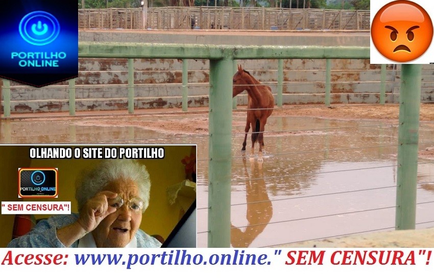 👉😠😠🤔😱😡😠🐴🐎COVARDIA!!! Bom dia Portilho… Em Guimarânia na arena do rodeio esse cavalo preso dentro de água já tem mais de uma semana