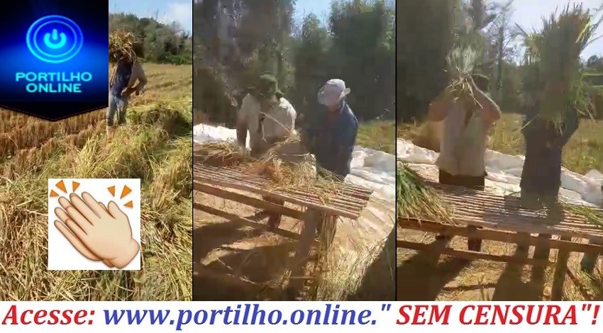 👉👍🤜👏🤛🌾🌾🌾🌾COLHEITA DE ARROZ AINDA NO TEMPO PREMITIVO. MACAUBA DE CIMA- PATROCINIO – MG.