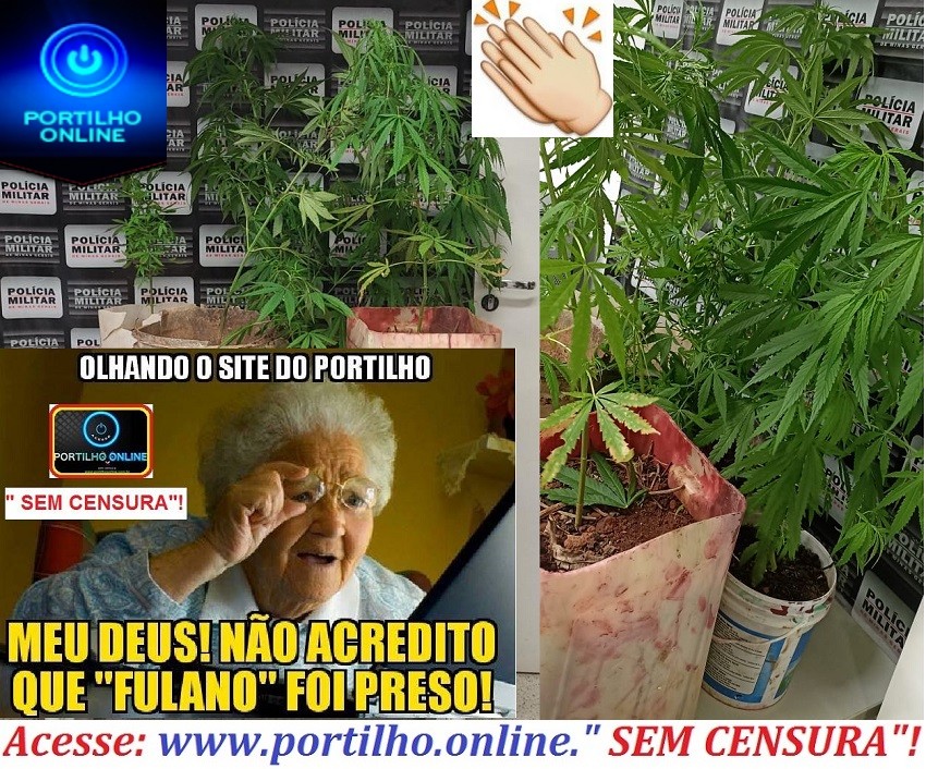 👉😳👏🤜👊🤛🚔😳🚨☘🌿🍃MOIOOOH!!!  CULTIVO DA MARESIA”!!!!Polícia Militar prende autor por cultivo de plantas utilizadas para preparação de drogas.