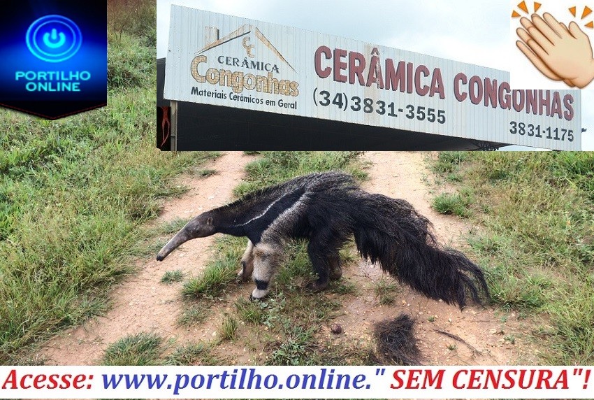 👉👏👊🤜👍🤛🚨🚒🚑RESGATE DE TAMANDUÁ BANDEIRA!!! EMPRESÁRIO DA CERÂMICA CONGONHA RESGATA TAMANDUÁ BANDEIRA FERIDO!!!