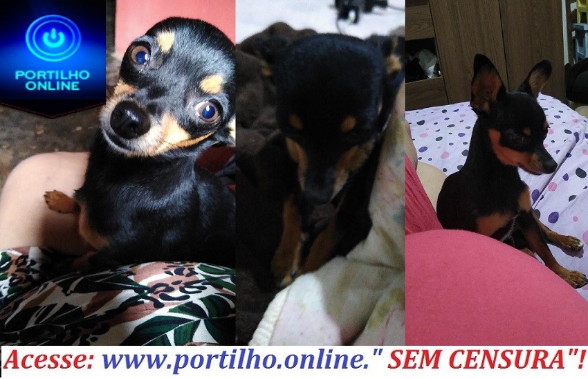 👉🤔😳🤤😪😔🐩🐈🐩 CÃO DESAPARECIDO!!! ESSE CÃOZINHO RAÇA PINSCHER ATENDE PELO NOME DE LIPE