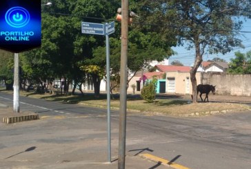👉😠🤔🐴🐎😳🤔Bom dia portilho olha aí os animais na avenida cadê os donos cadê a prefeitura eles estão atrapalhando o trânsito…