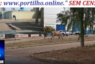 👉🚀📢😮🧐😪😔🦄🐴🐎🐎🐎Bom dia Portilho esta égua está solta e abandonada: Obrigado por estar fazendo este trabalho exemplar, assimTeríamos que ter mais pessoas como vc.