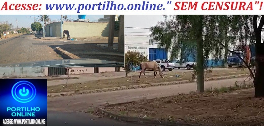 👉🚀📢😮🧐😪😔🦄🐴🐎🐎🐎Bom dia Portilho esta égua está solta e abandonada: Obrigado por estar fazendo este trabalho exemplar, assimTeríamos que ter mais pessoas como vc.