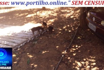  👉 DESALMADOS ABANDONAM FILJHOTES DE CÃES😡😠🤬🐼🐻🐶🐕🐩🐈CAES ABANDONADOS NO SÍTIO SÃO MIGUÉL.