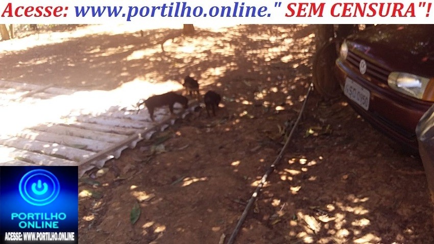  👉 DESALMADOS ABANDONAM FILJHOTES DE CÃES😡😠🤬🐼🐻🐶🐕🐩🐈CAES ABANDONADOS NO SÍTIO SÃO MIGUÉL.