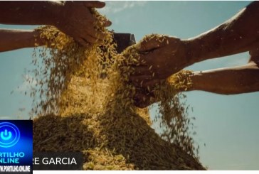 👉🤙👏🌾🌾🌾MST: maior produtor de arroz orgânico do Brasil, movimento vive dificuldades para comercializar o grão