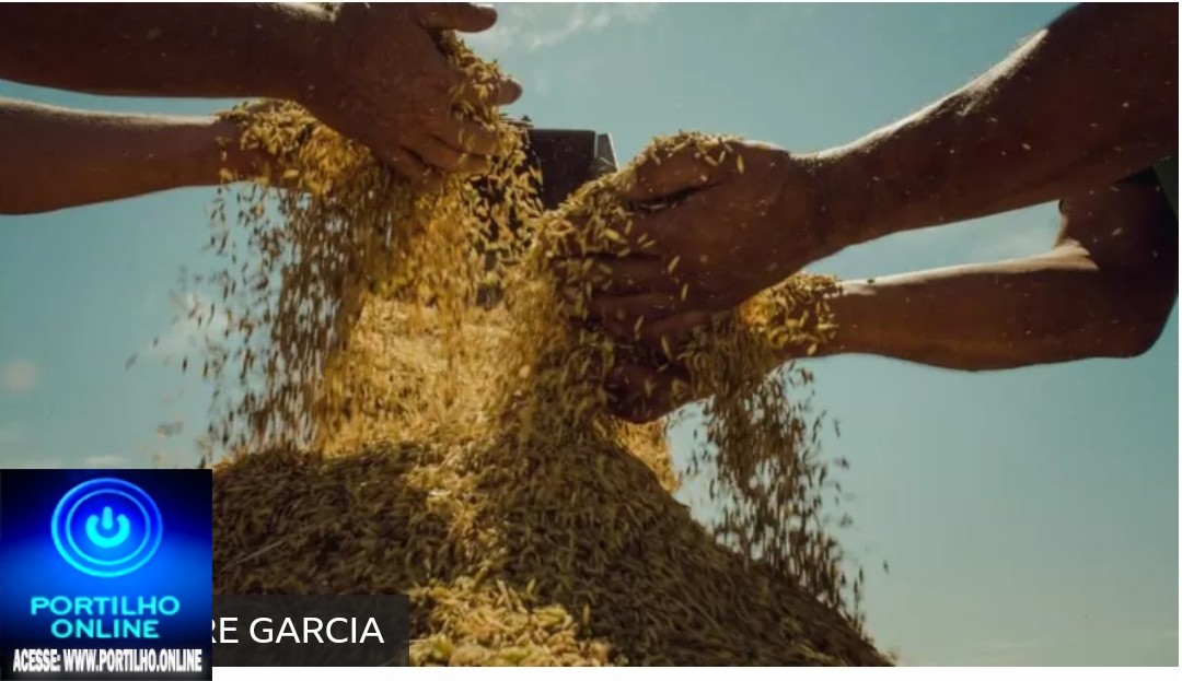 👉🤙👏🌾🌾🌾MST: maior produtor de arroz orgânico do Brasil, movimento vive dificuldades para comercializar o grão