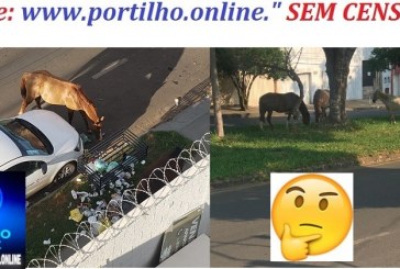 👉🧐🔎🚨👎👎🐐🐪🐏🐄🐂🐍🐃🐎🐑BAIRRO DOS CAVALOS!!! Bom dia Portilho, sou morador do bairro Morada Nova, a mais de 2 meses estes animais estão fazendo bagunça nas lixeiras…