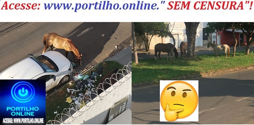 👉🧐🔎🚨👎👎🐐🐪🐏🐄🐂🐍🐃🐎🐑BAIRRO DOS CAVALOS!!! Bom dia Portilho, sou morador do bairro Morada Nova, a mais de 2 meses estes animais estão fazendo bagunça nas lixeiras…