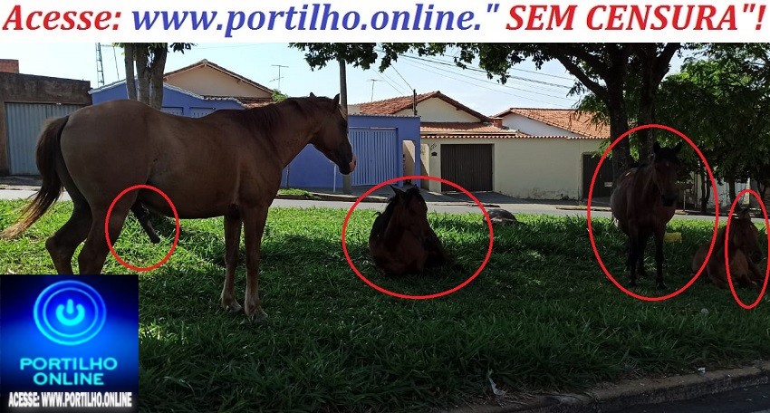 👉ATÉ CAVALO COM O “ESTRUMENTO ARMADO”!!!🧐🐩🐴🐃🐂🐄🐑🐎🐖🐓🦃🐇🐁🐀 EM QUANTO ISSO….” NA CIDADE DAS TROPAS E BOIADA”, SEM ALTERAÇÃO NAS PROMESSAS & FALÁCIASSS!!!!