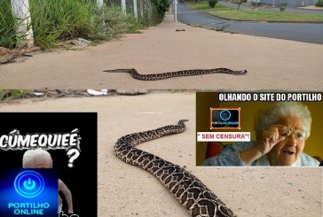 👉😱😳⚰🕯👀🔍🐍🐍🐍🐍🐍CUIDADO!!! PASSARELA DE COBRAS!!! E DA MORTAL URUTU ( cruzeiro na testa) ESSA MATA OU ALEIJA !!!