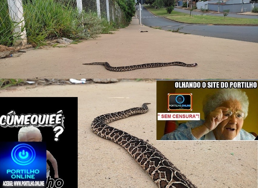 👉😱😳⚰🕯👀🔍🐍🐍🐍🐍🐍CUIDADO!!! PASSARELA DE COBRAS!!! E DA MORTAL URUTU ( cruzeiro na testa) ESSA MATA OU ALEIJA !!!