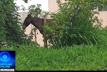 🐴👉😞😱🐎🤔🚀👊🚨Bom dia Portilho  Passo todos os dias nessa rua e vejo um animal em um lote. Confio em seu trabalho Partilho.