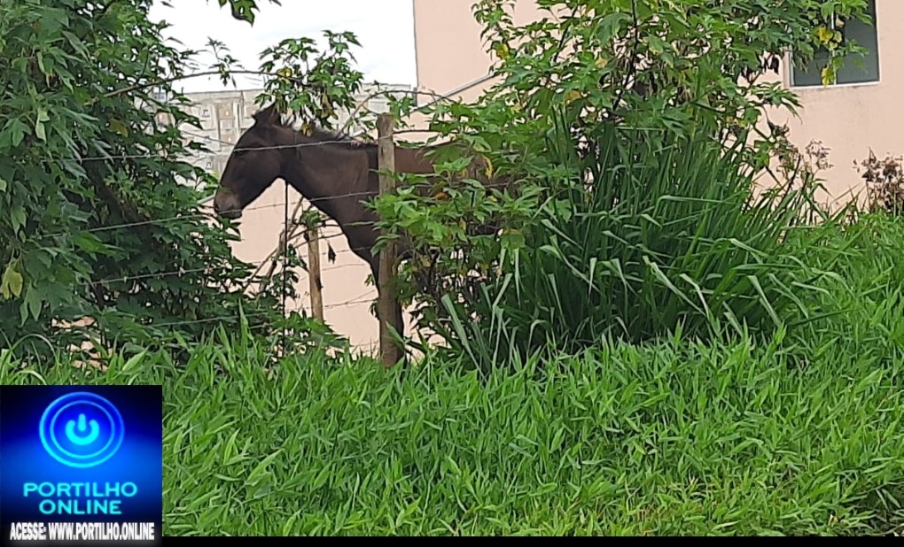 🐴👉😞😱🐎🤔🚀👊🚨Bom dia Portilho  Passo todos os dias nessa rua e vejo um animal em um lote. Confio em seu trabalho Partilho.