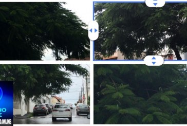 👉📢🙄🌲🌳🌴👀😱🙄🤔🤔🤔AVENIDA JOSÉ MARIA DE ALKIMIM!!! Boa tarde Portilho posta aí pra nós a árvore aqui cresceu demais e tá pegando nós fio de alta tensão…