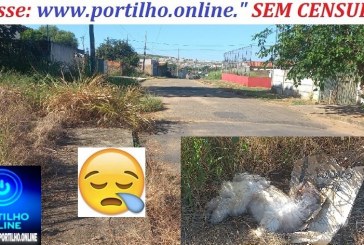 👉ASSISTA O VÍDEO…📢🧐🚒😱🚑🚔🚓🚨⚖😪😭🐶🐩🐩 COVARDIA!!! SUJEITO ATROPELA O CÃOZINHO E JOGA ELE AGONIZANDO NUM LOTE VAGO. Bairro Congonhas.