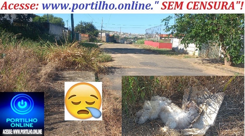 👉ASSISTA O VÍDEO…📢🧐🚒😱🚑🚔🚓🚨⚖😪😭🐶🐩🐩 COVARDIA!!! SUJEITO ATROPELA O CÃOZINHO E JOGA ELE AGONIZANDO NUM LOTE VAGO. Bairro Congonhas.