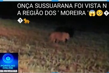 👉ASSISTA AO VÍDEO…📢🧐😮😱😳🐯🐅🐆CUIDADO!!!! ONÇA SUSSUARANA COM 2 FILHOTES FOI VISTA NA REGIÃO DOS ” MOREIRAS”.