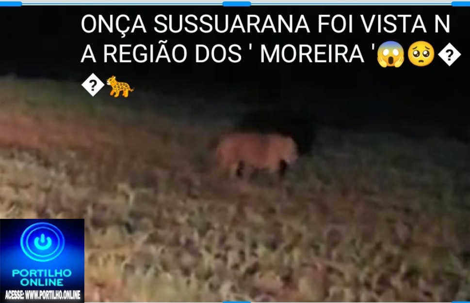 👉ASSISTA AO VÍDEO…📢🧐😮😱😳🐯🐅🐆CUIDADO!!!! ONÇA SUSSUARANA COM 2 FILHOTES FOI VISTA NA REGIÃO DOS ” MOREIRAS”.