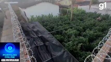 👉📢🙄👀👿🚨🚔👁⚖👏🕵🔎🚓Veja aos vídeos incineração da plantação de maconha com mais de 100 pés em Uberlândia