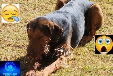  👉📢😪🤤🚑🚒👁😪🐶🐕🐩🐈 Dois cães foram atacados por “porco espinhos” e estão há uma semana sem tratamentos.