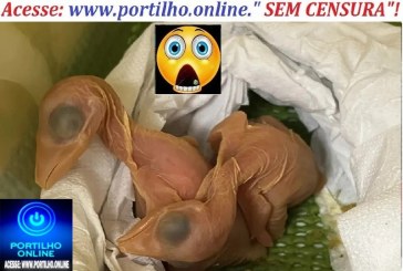 👉🤙👍👏👀🕵🔍🐥🐣🐦🐤Nascem 5 pássaros de ovos encontrados escondidos no sutiã de passageira no aeroporto de Foz do Iguaçu