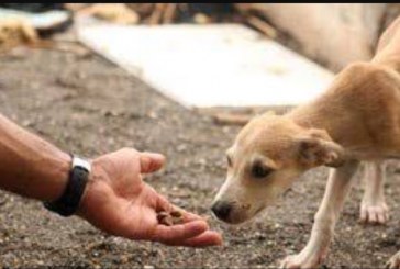 👉📢⚖🚔🚓🐹🐶🐹🐈🐩🐕🐇🐾Não é crime tratar cães de rua, é amor aos animais