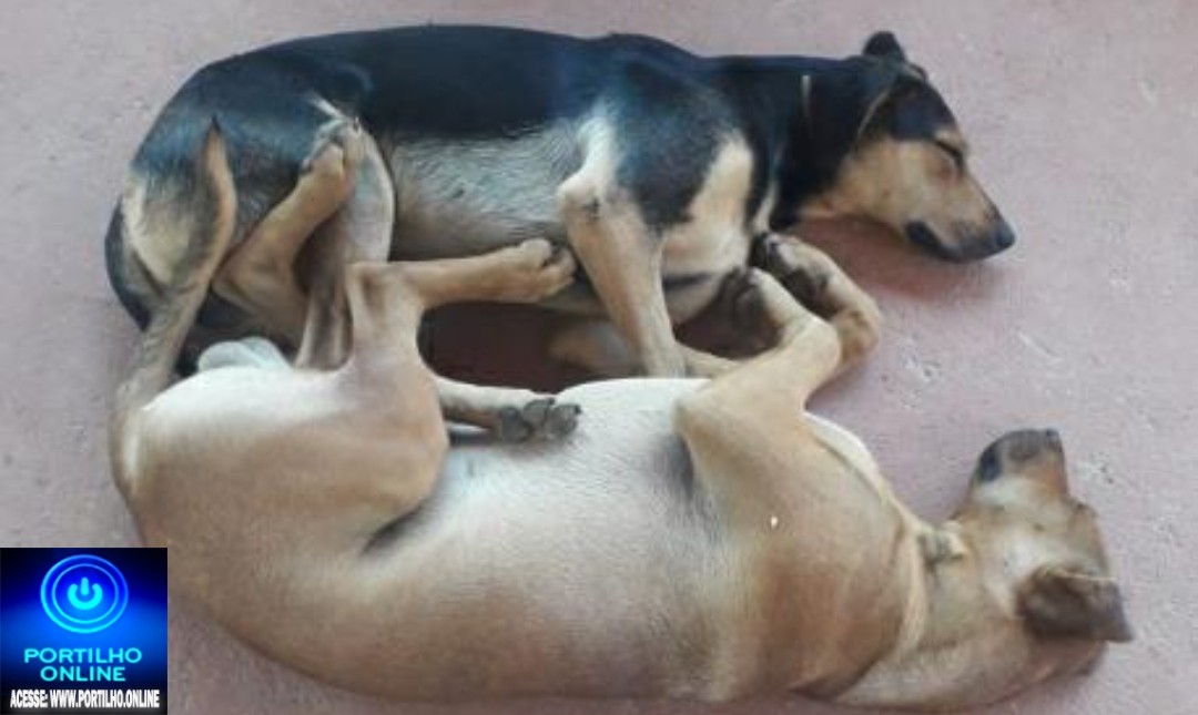 👉📢❓🙄😱😪🐈🐩🐕Cães 🐕‍🦺 desaparecidos. Atende pelos nomes:Kadu caramelo e Theo