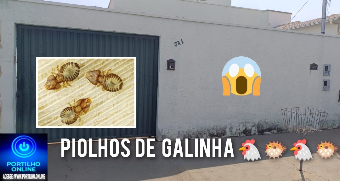 👉📢❓🕵🔎🤧🤢🤮 🐭🐁🐔🐡🐦🦠🐓  🐞🪳 Piolhos de galinha 🐣 🐔 espalham pela vizinhança. Rua N. S. Fátima