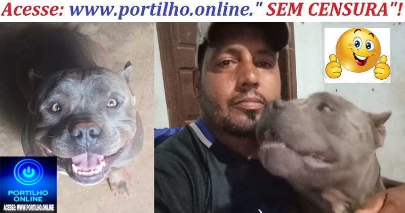 👉🐕🐶📢👊👍🤝👏Pitbull ( chipado) foi encontrado no bairro jardim Sul