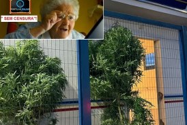 👉😱👿🚔🗣🚨☠👏👏👏Pé de Maconha! Gente!!! Olha isso: dois pés de maconha, já “adultos e maiores de idade”, na porta da Polícia Militar???