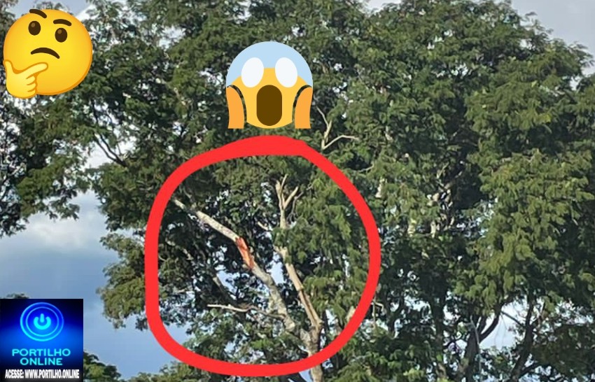 👉🏻🤔😡🚑🚨🚓🚧🚨Alerta 🚨🌳 Galhos de árvores ameaçam cair sobre pedestres e veículos na Avenida Rui Barbosa