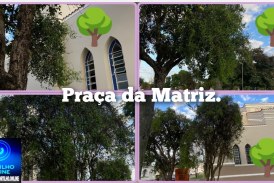👉🏻😤😱🌳🌳🌳🫵🏻🤨🤔As árvores da praça da Matriz e Nossa Senhora de Fátima estão morrendo devido as ervas da minha ou cipó assassino