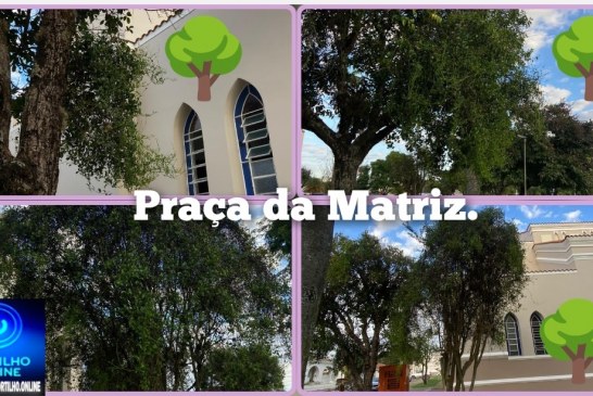 👉🏻😤😱🌳🌳🌳🫵🏻🤨🤔As árvores da praça da Matriz e Nossa Senhora de Fátima estão morrendo devido as ervas da minha ou cipó assassino
